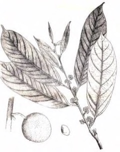 Hydnocarpus kurzii Chaulmugra